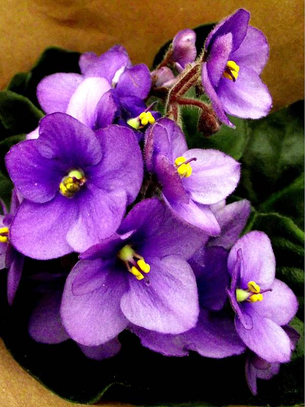 Flores Que Gostam De Sombra - violeta