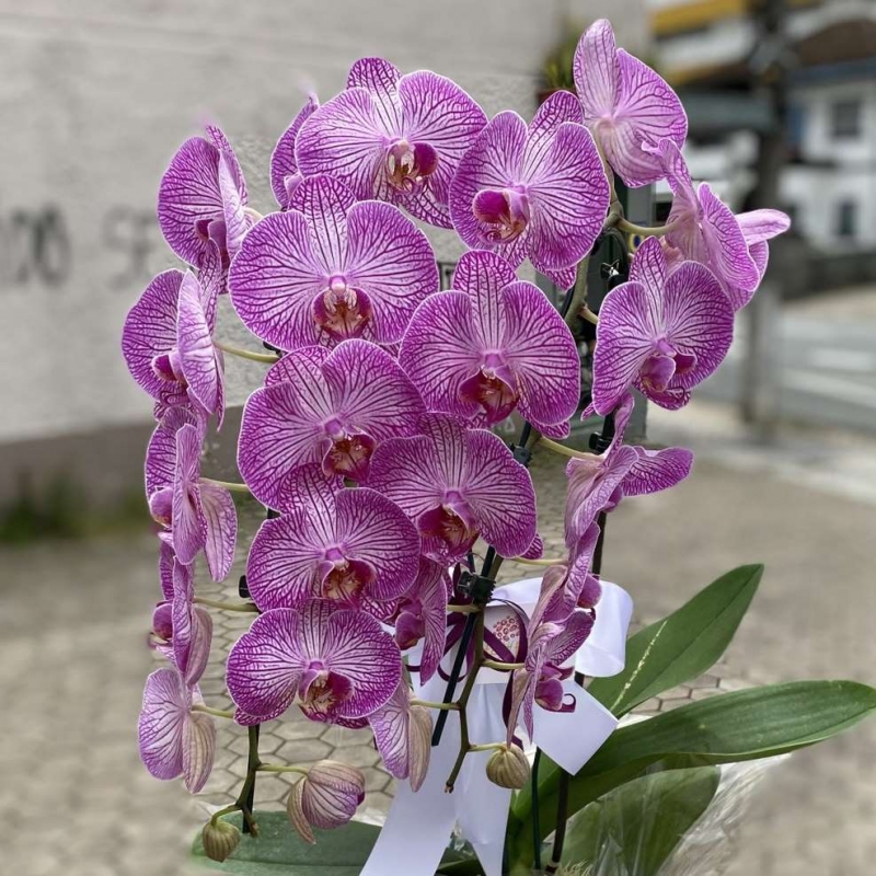 Orquídea Roxa