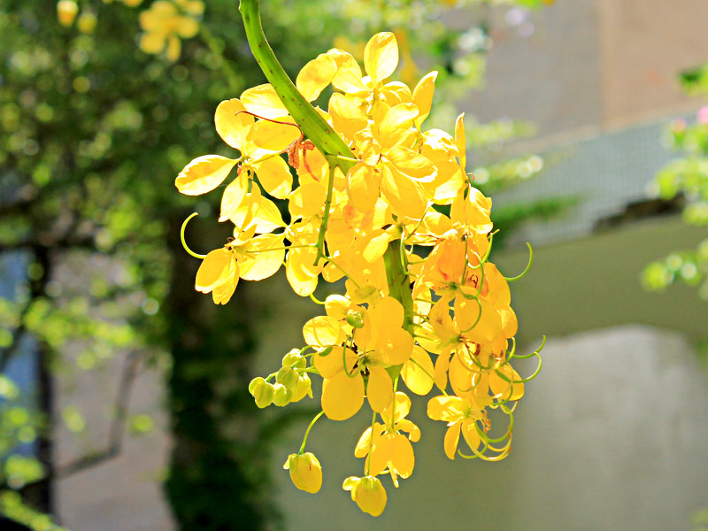 flor acácia amarela 