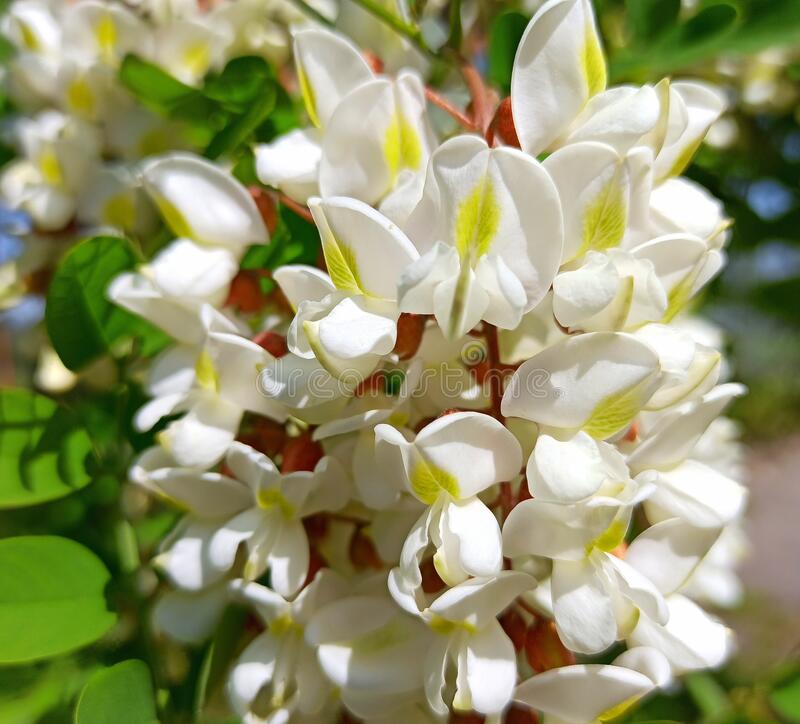 flor acácia branca