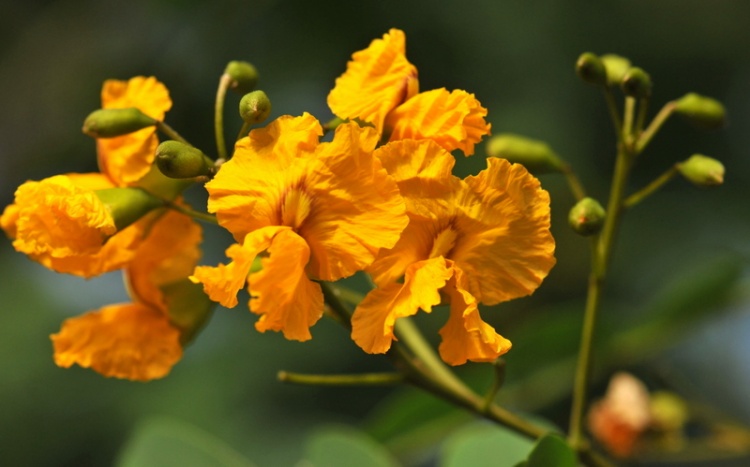 flor acácia laranja