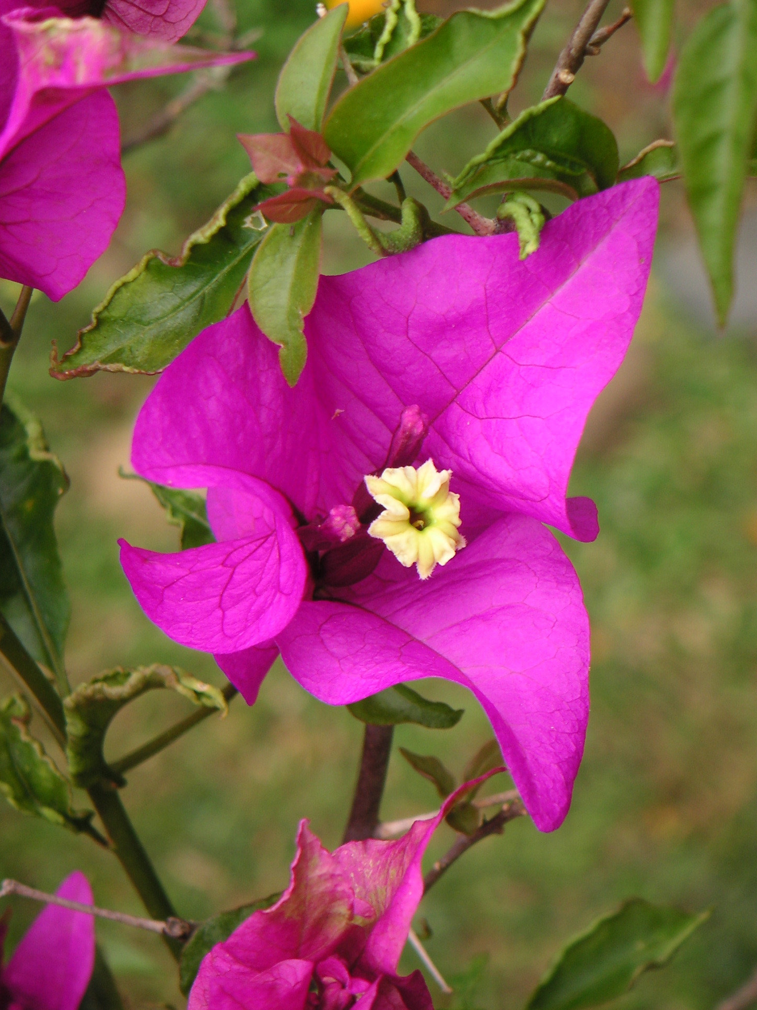 flor com espinhos Bougainvíllea Glabra