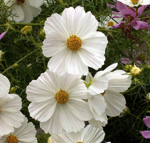 flor de cosmos branca