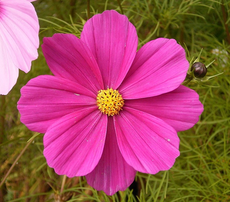 flor de cosmos rosa