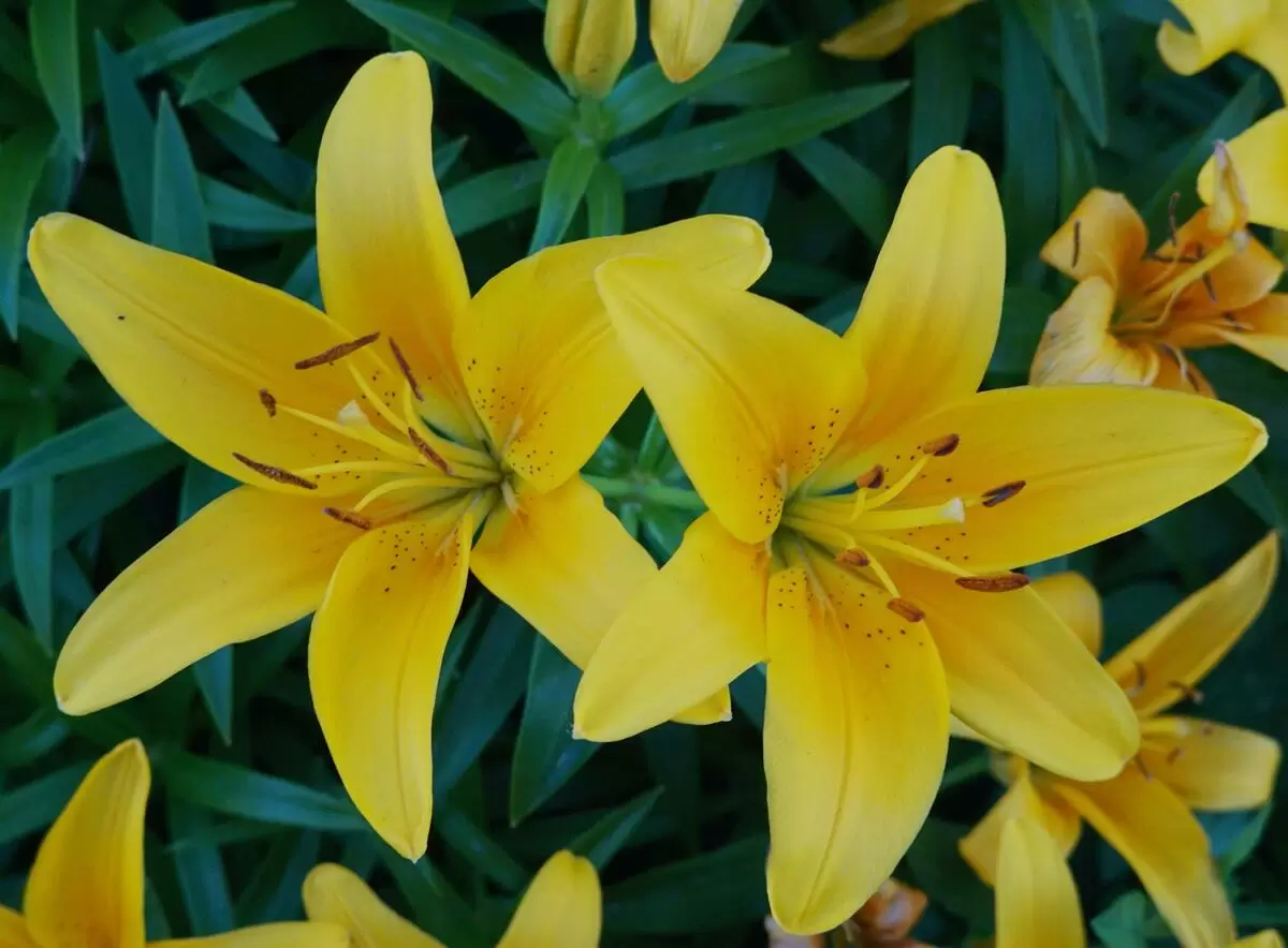 flor de lis amarela