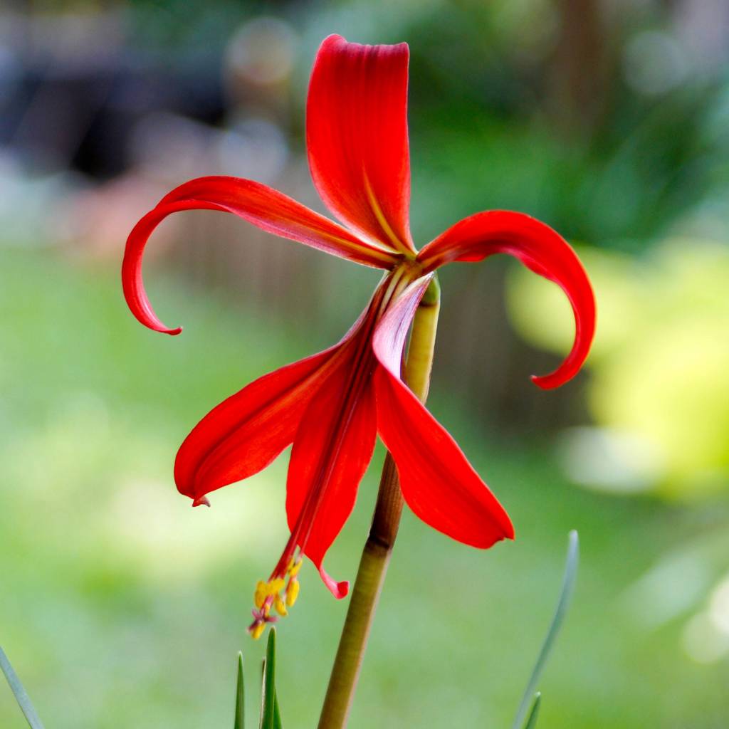 flor de lis vermelha