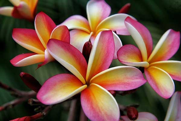 flores havaianas pikake
