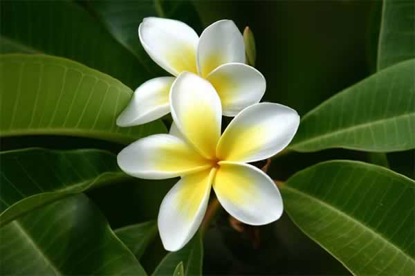 flor havaiana Plumeria