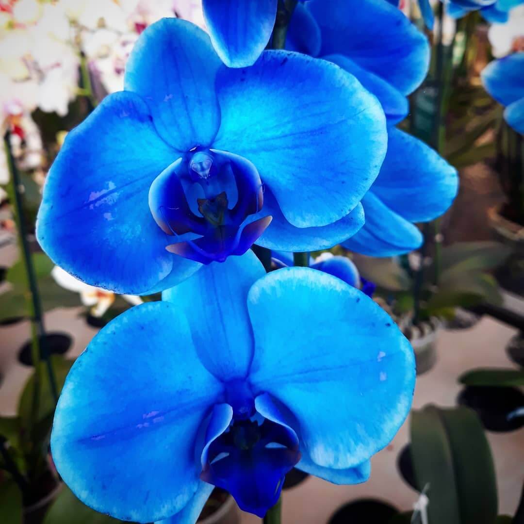 Orquidea Azul