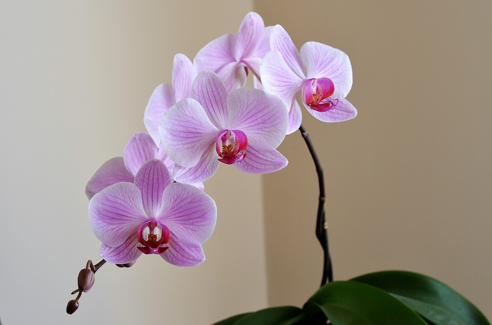Orquídea Lilás
