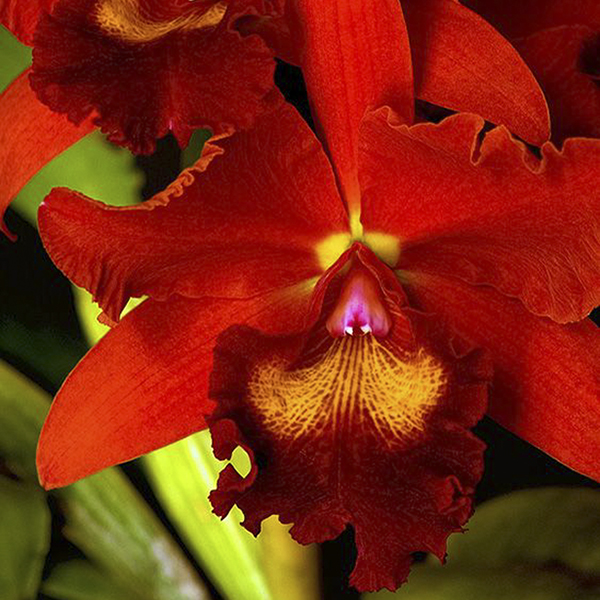 Orquídea Vermelha