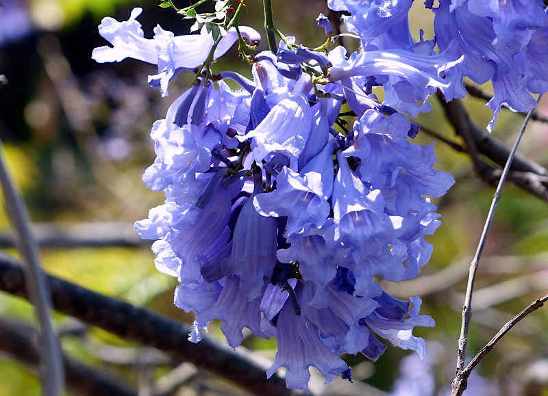Ipê Azul Floração