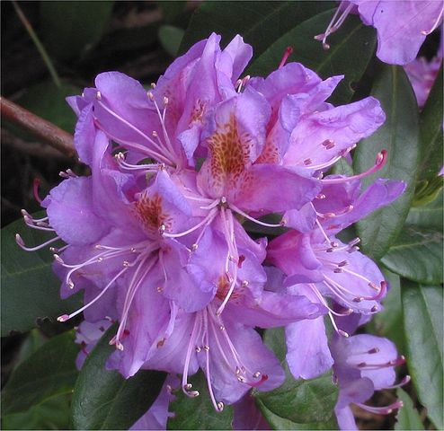 Azaleia roxa