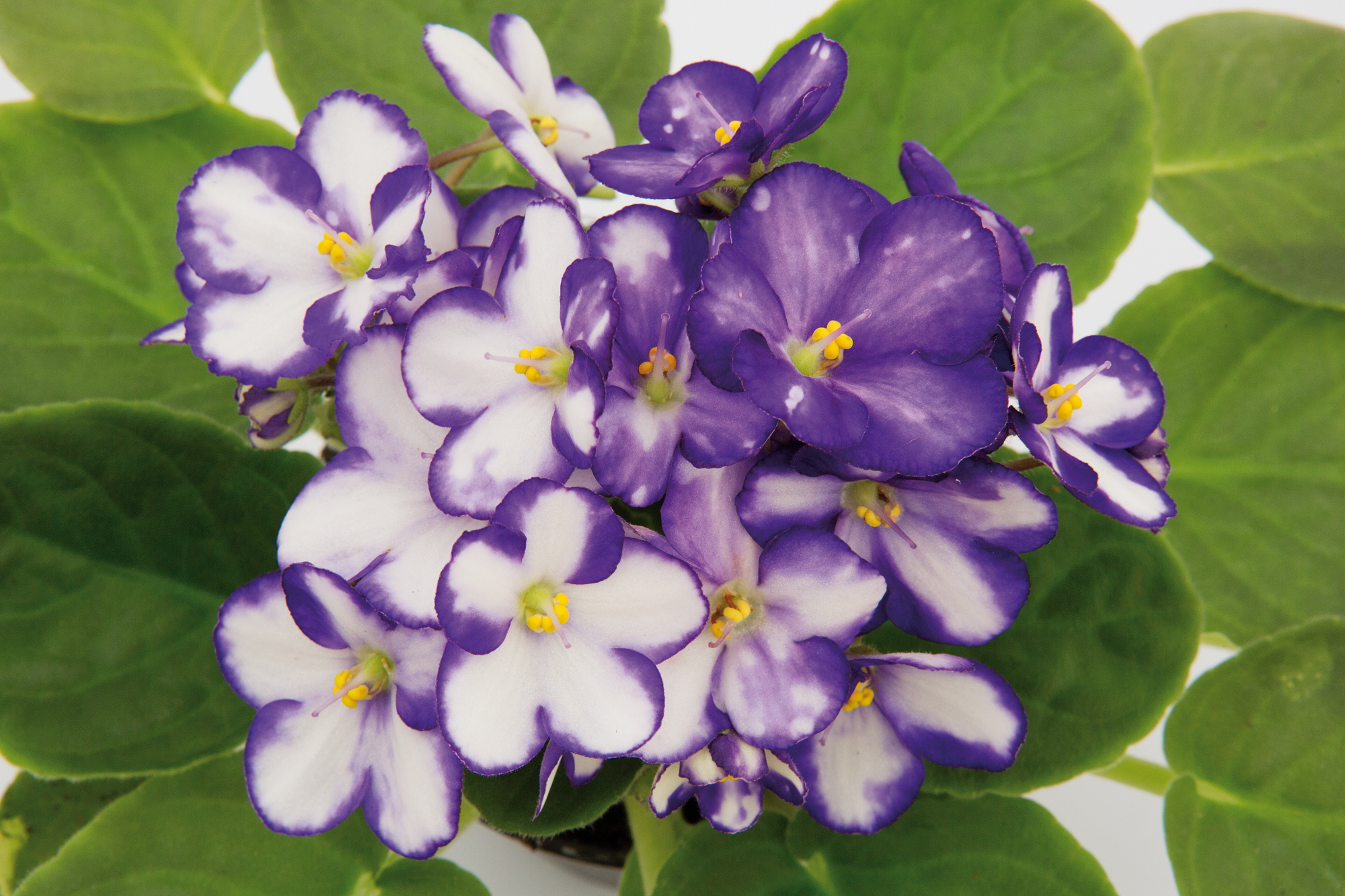 Violetas flores