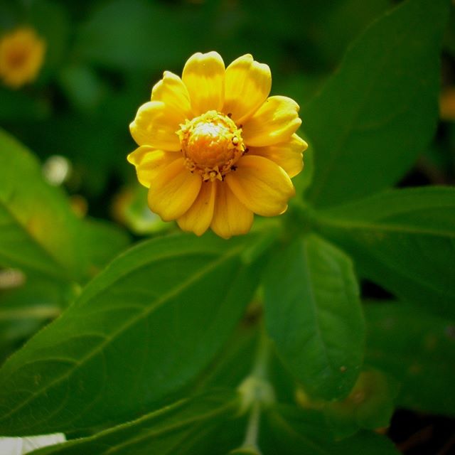 flores pequenas - Botão de ouro